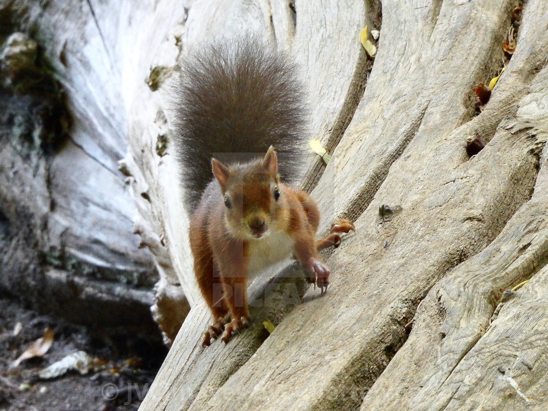 "Red Squirrel" by JVCimages by Juliette Voges - £10.00 "Red Squirrel" stock image
