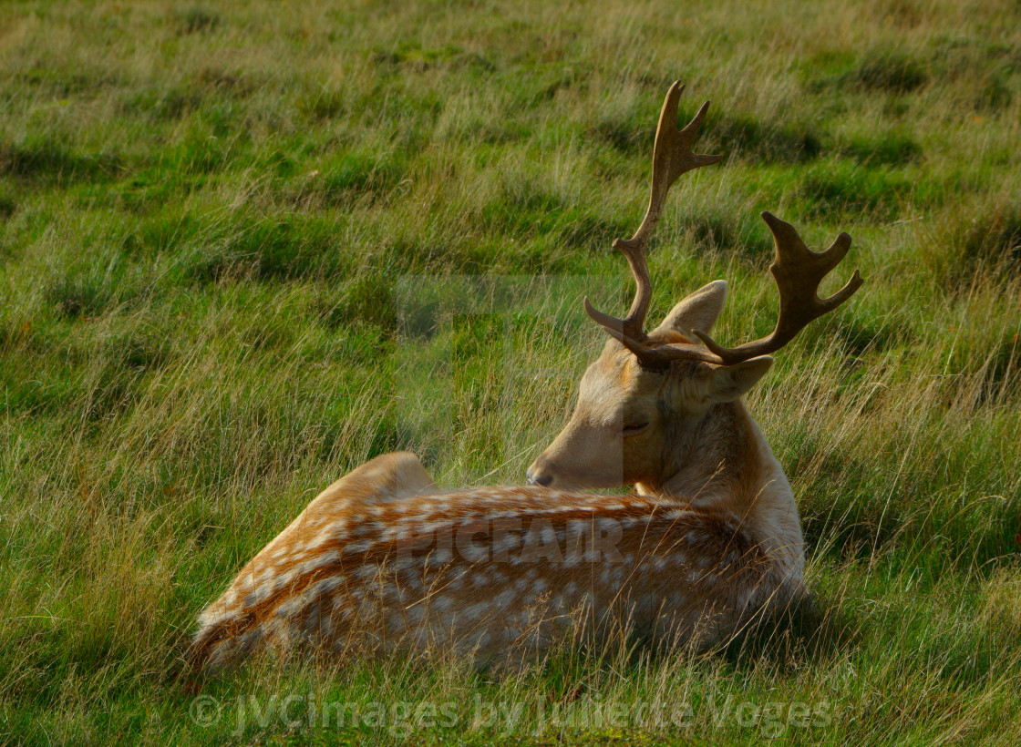 "Young Male Deer" stock image