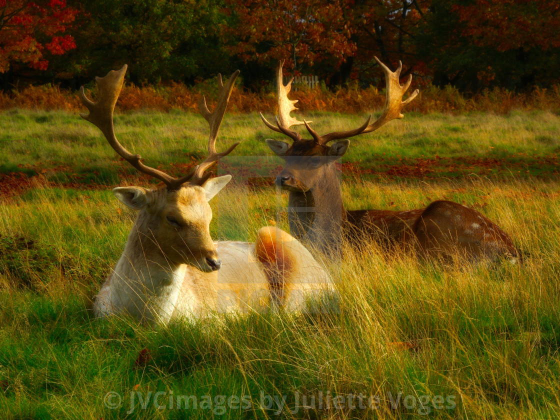 "Two Male Deer Lying Down" stock image