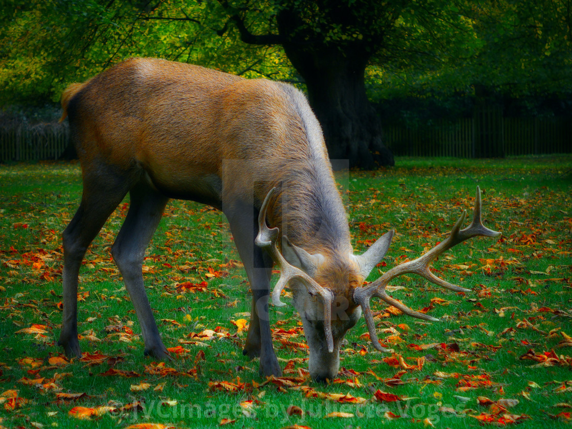 "Red Stag Nibbling Grass" stock image