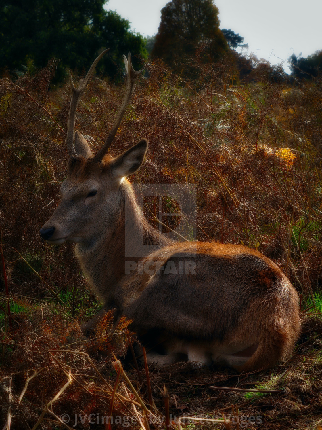 "Red Stag Sitting Down" stock image