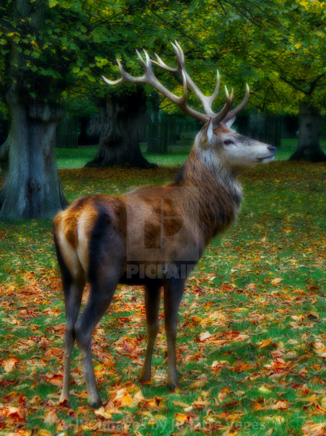 "Red Stag Standing" stock image