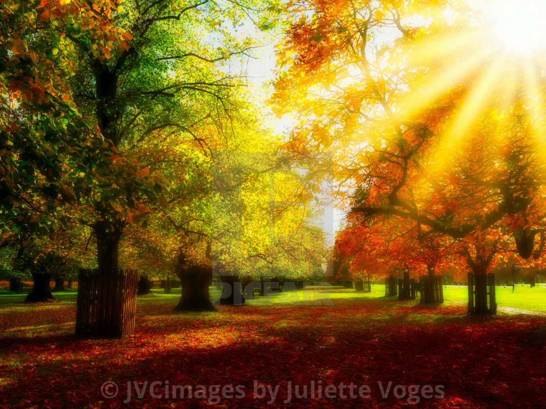 "Autumn Colours" by JVCimages by Juliette Voges - £10.00 "Autumn Colours" stock image