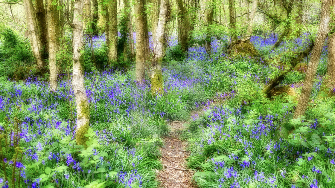 "Bluebell Season 1" stock image