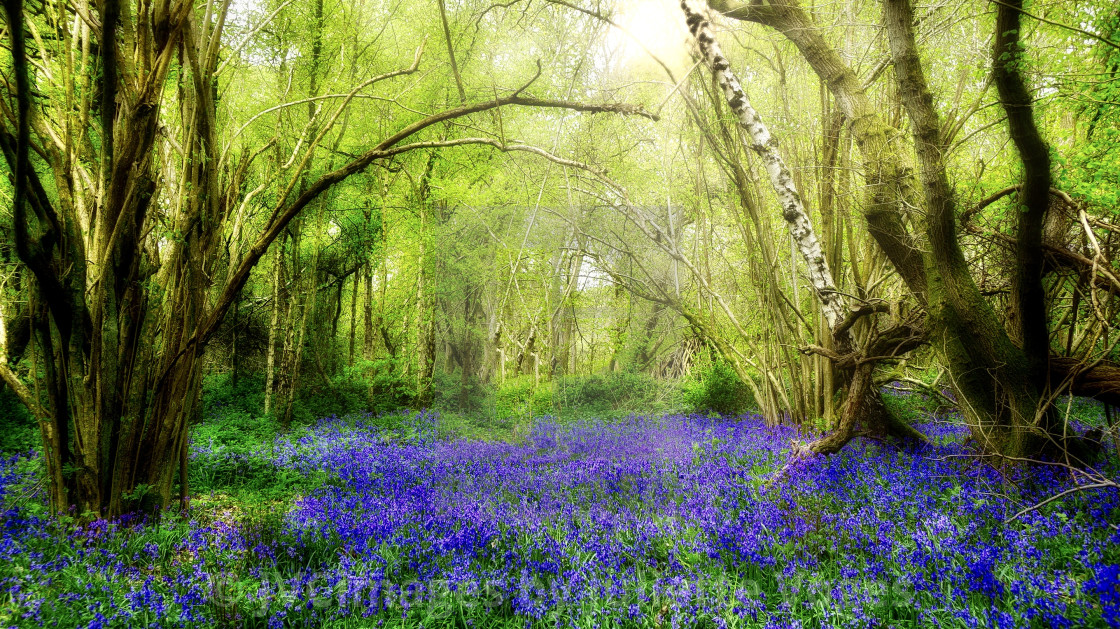 "Bluebell Season 2" stock image