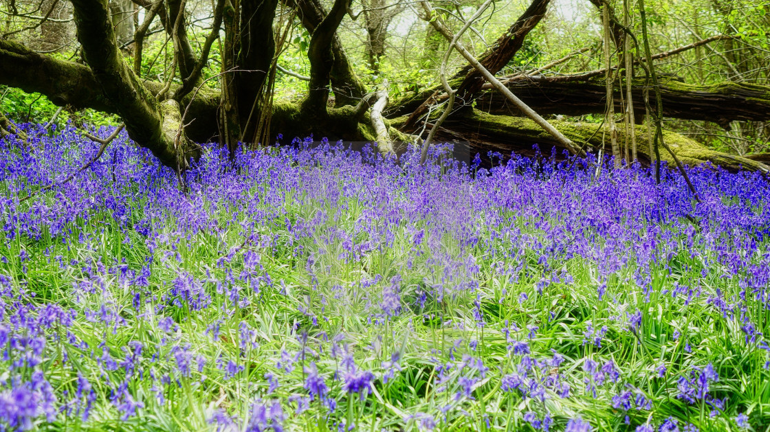 "Bluebell Season 3" stock image