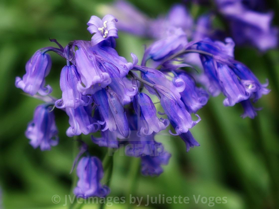 "Bluebells" stock image