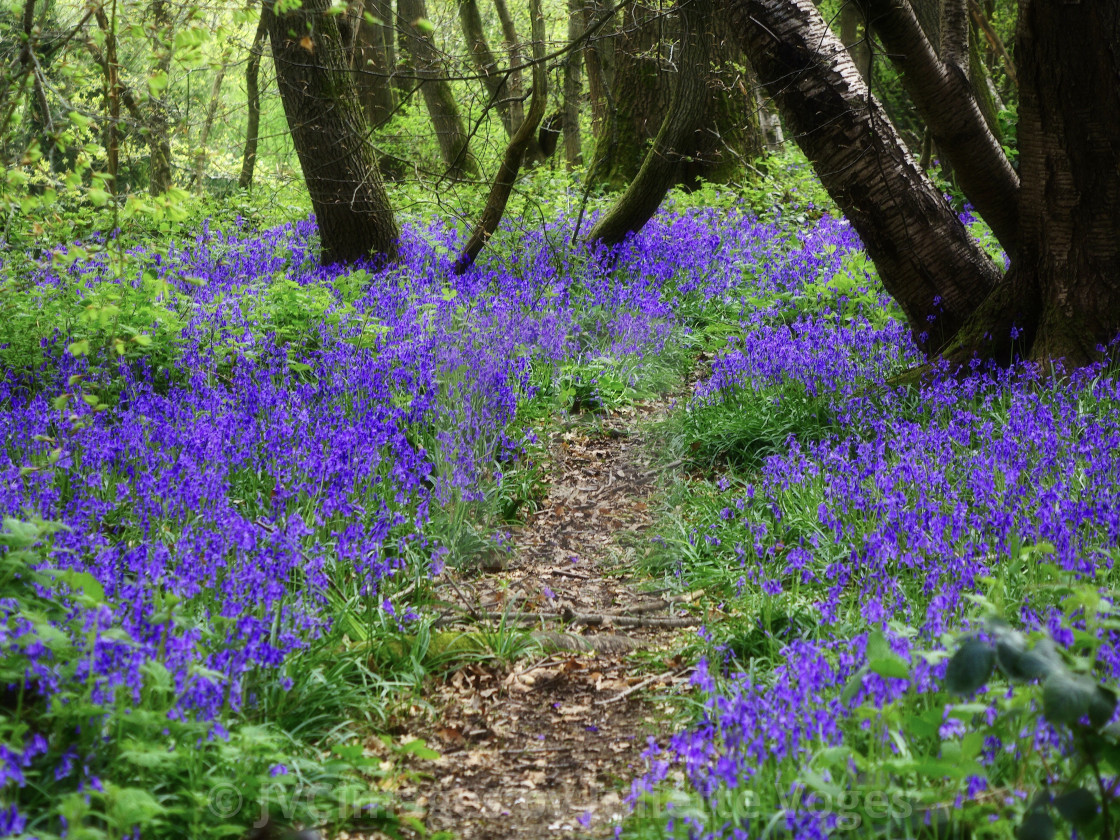 "Bluebell Pathway" by JVCimages by Juliette Voges - £10.00 "Bluebell Pathway" stock image