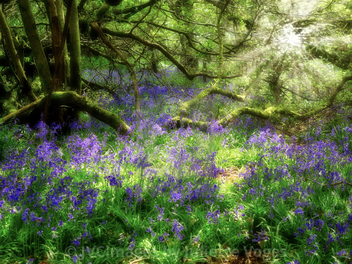 "Bluebells in Springtime" stock image