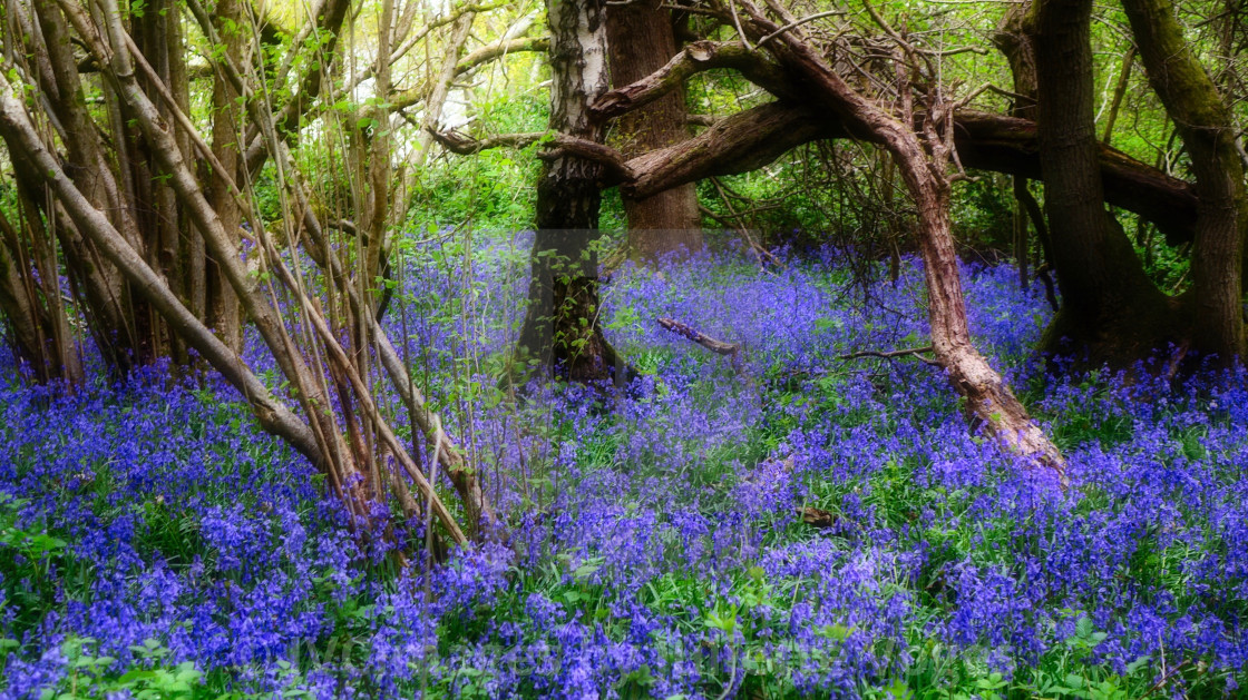 "Carpet of Bluebells" stock image