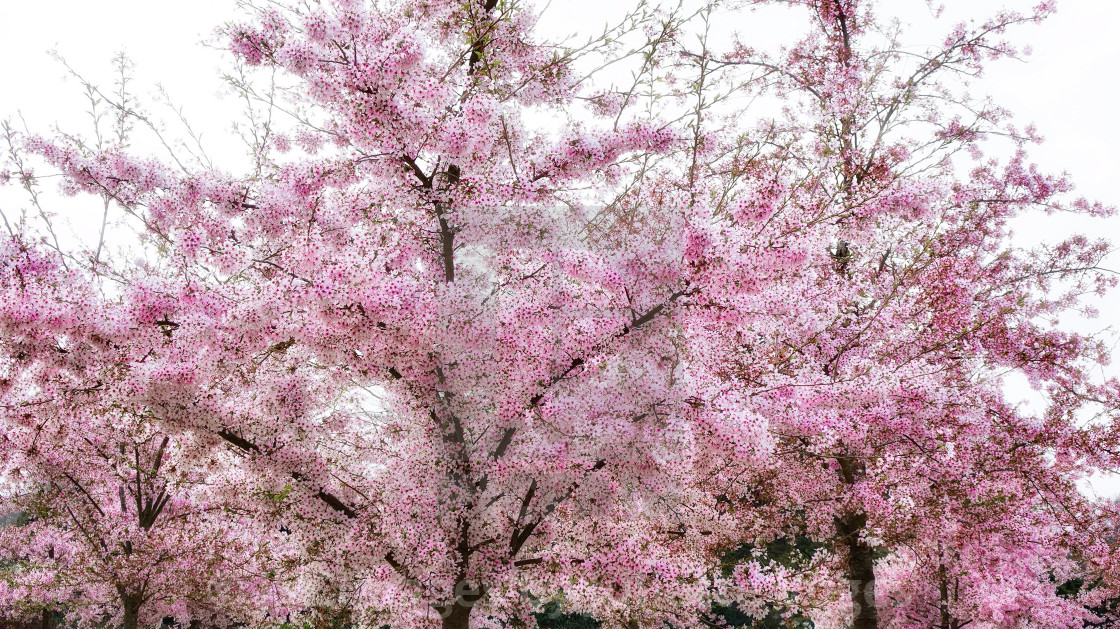 "Pink Cherry Blossom" stock image