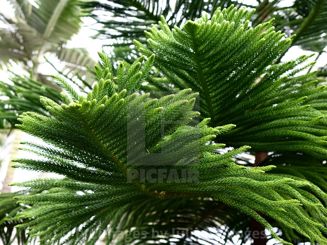 "Fir Tree Fronds" stock image