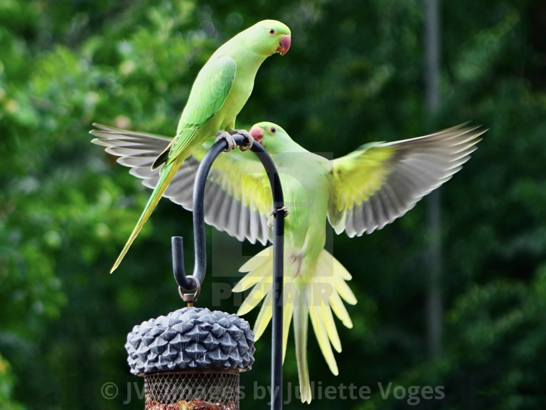 "Parakeets - Just Flown in For Dinner" stock image