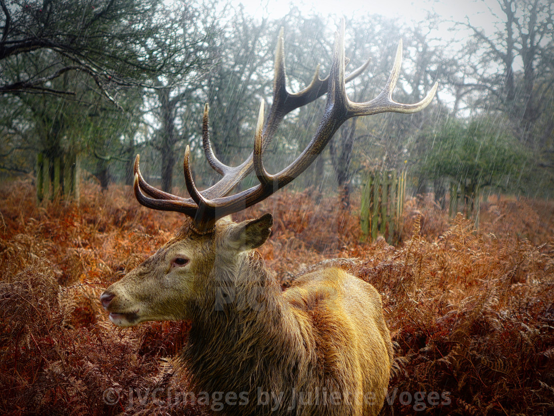 "Stag - Getting Caught In The Rain" stock image