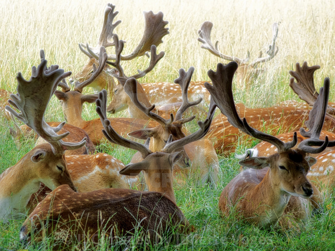 "Staggered - Group of Male Deer" stock image