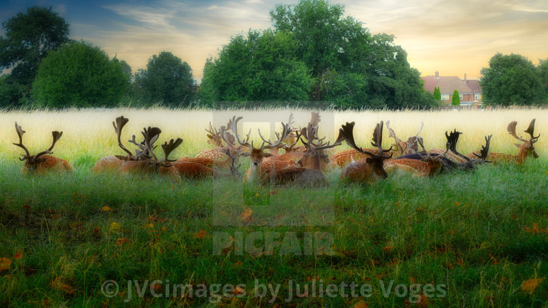 "Urban Male Deer - Bushy Park" by JVCimages by Juliette Voges - £10.00 "Urban Male Deer - Bushy Park" stock image