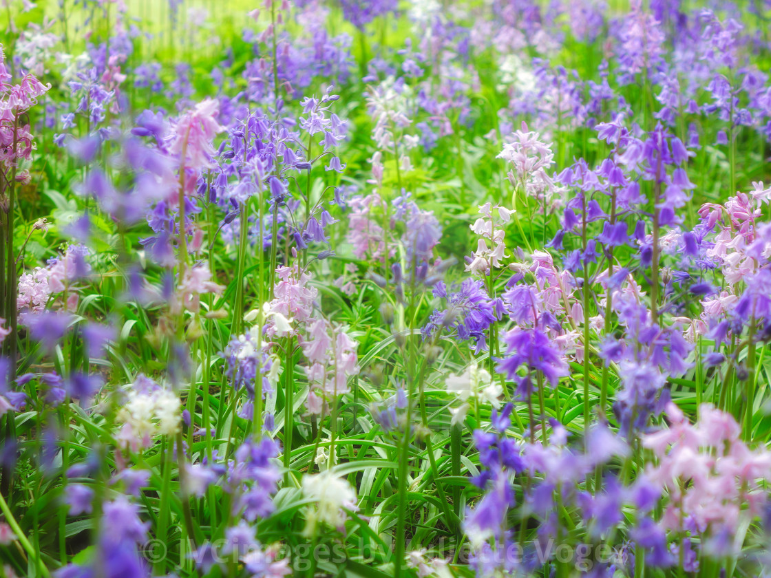 "Bluebells, Pinkbells and Whitebells" stock image