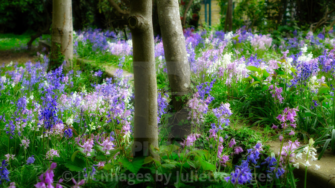 "Spring Bells" stock image