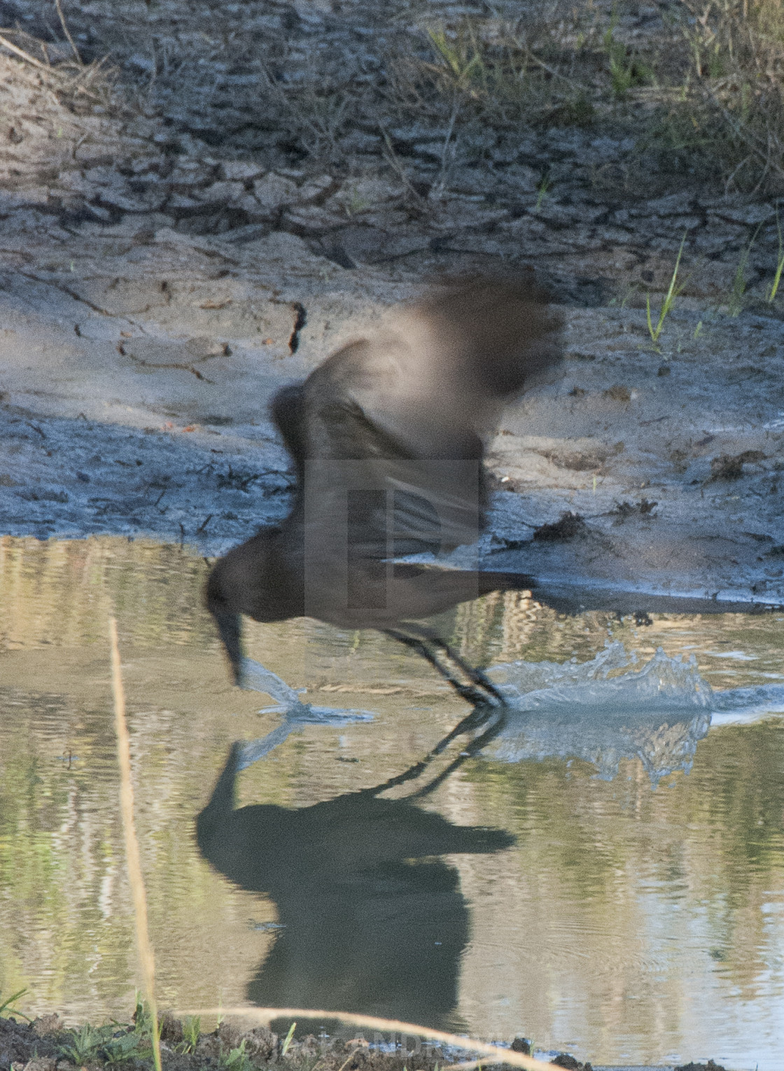 "Bird in Flight" stock image