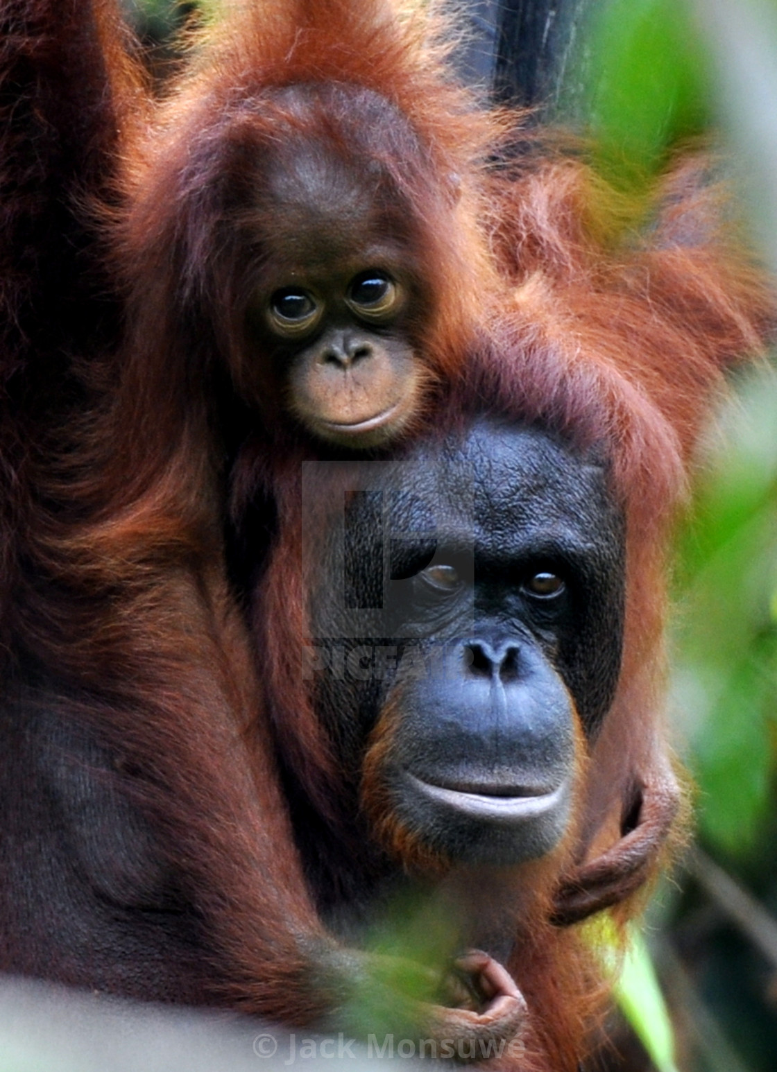 "Orangutan mother and daughter" stock image