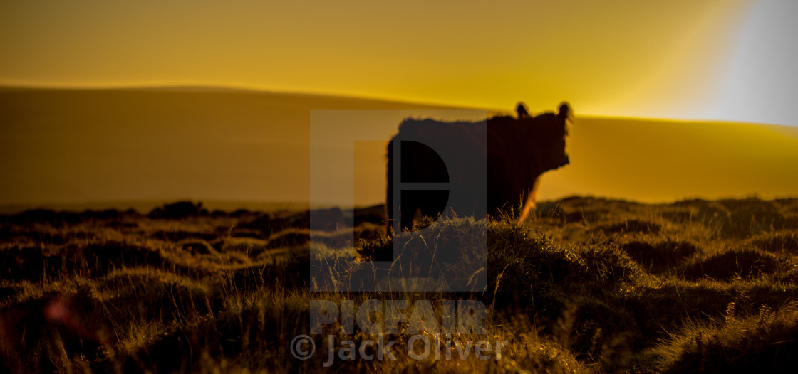 "The Golden Cow" by Jack Oliver - £4.96 "The Golden Cow" stock image