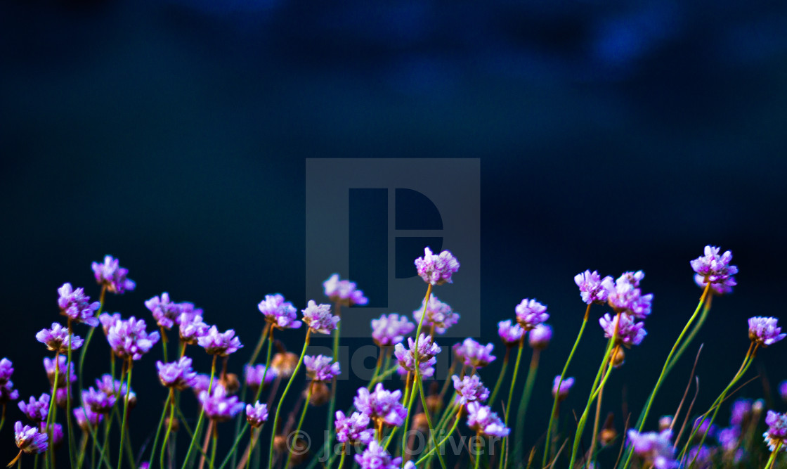"Growing on the edge" by Jack Oliver - £4.96 "Growing on the edge" stock image