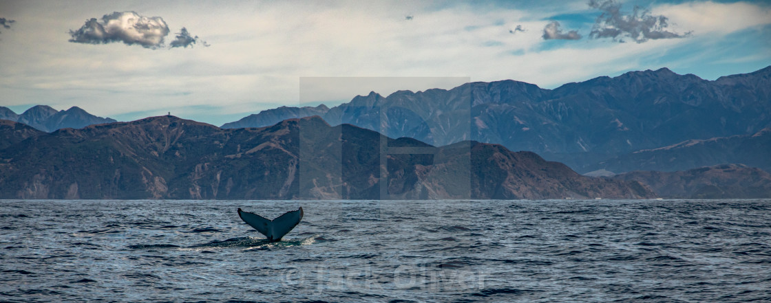 "The Diving Whale" by Jack Oliver - £6.20 "The Diving Whale" stock image