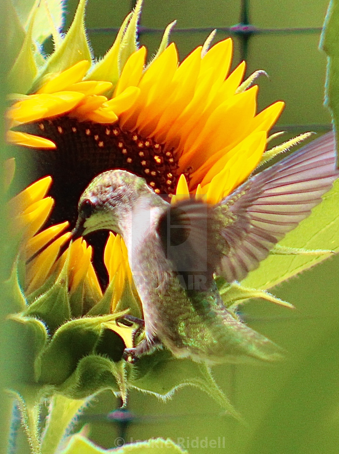 Hungry Hummingbird License Download Or Print For 12 40 Photos Picfair Stress less through mindful living®. picfair