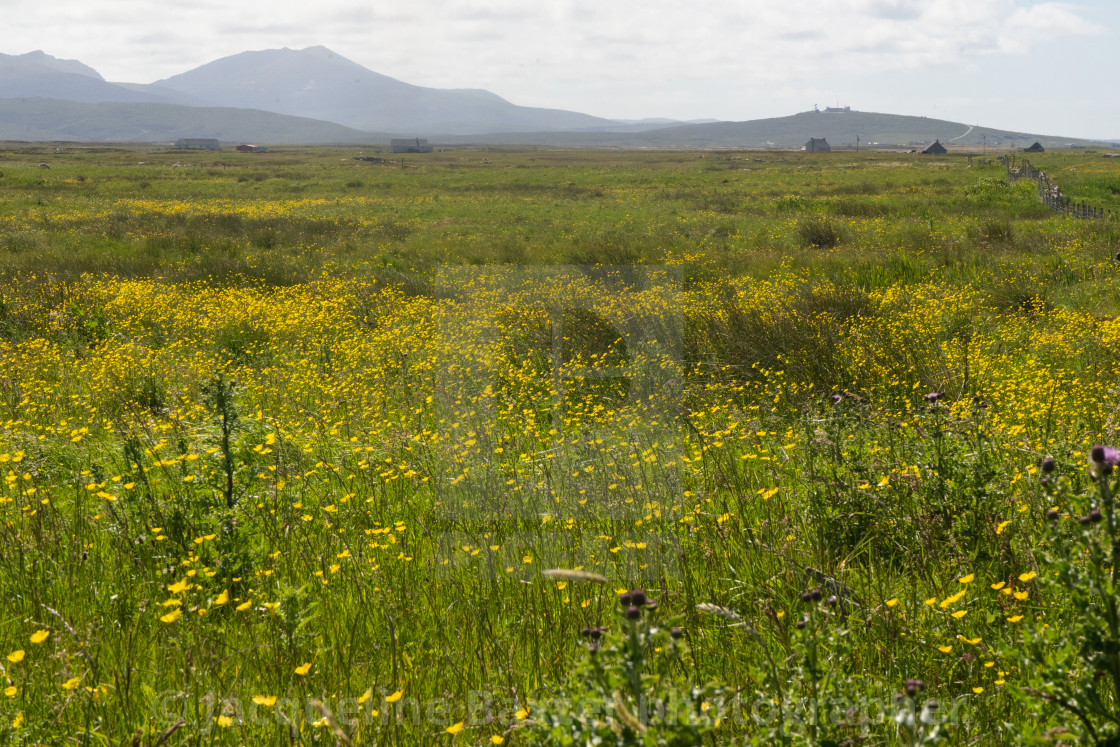 "Machair in sunlight" stock image