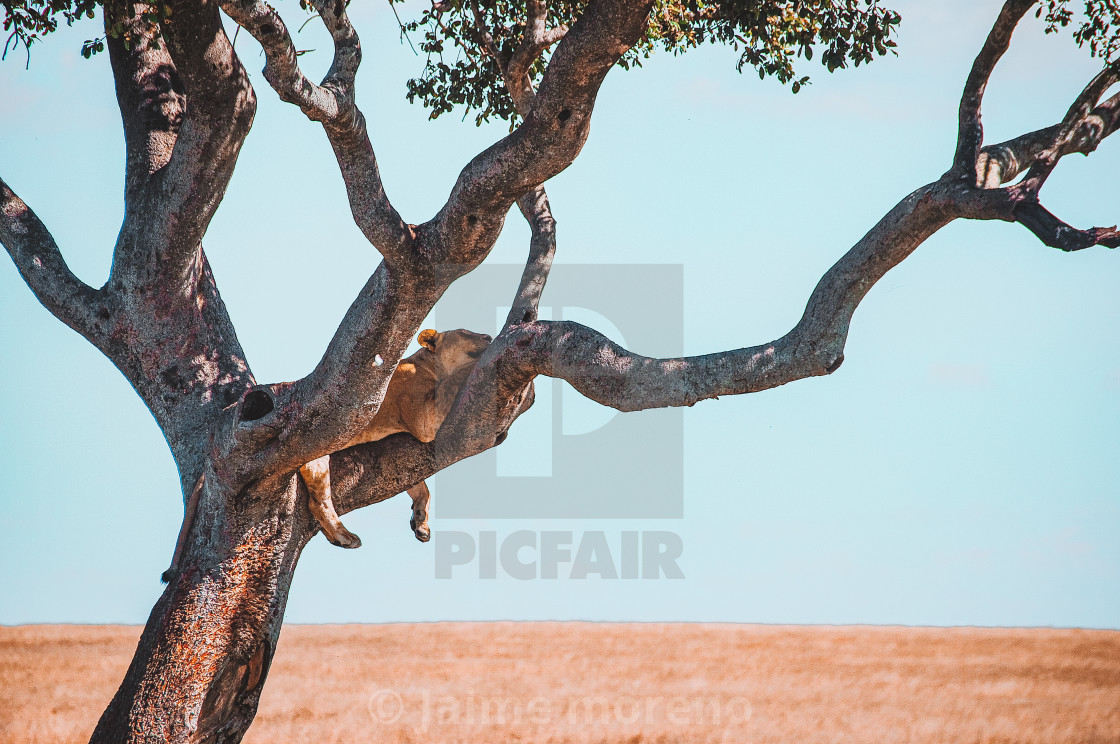 "King of the Jungle" stock image