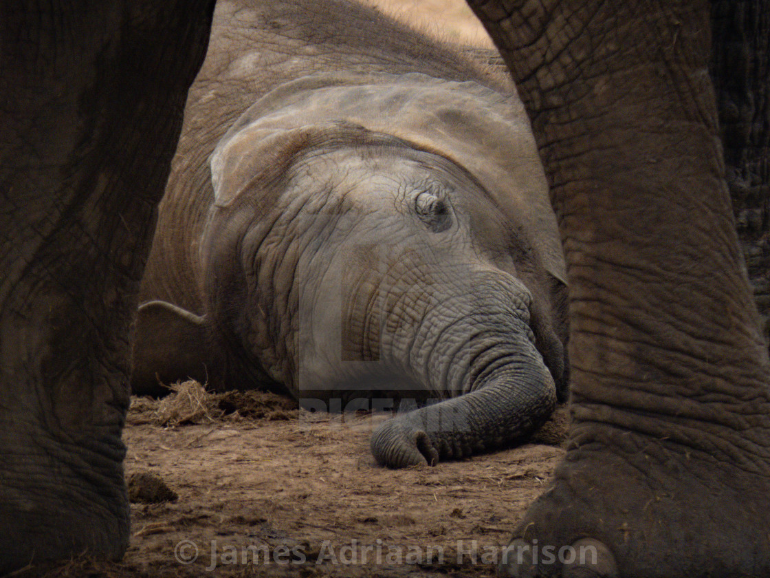 "Baby Elephant Asleep" by James Adriaan Harrison - $14.91 "Baby Elephant Asleep" stock image