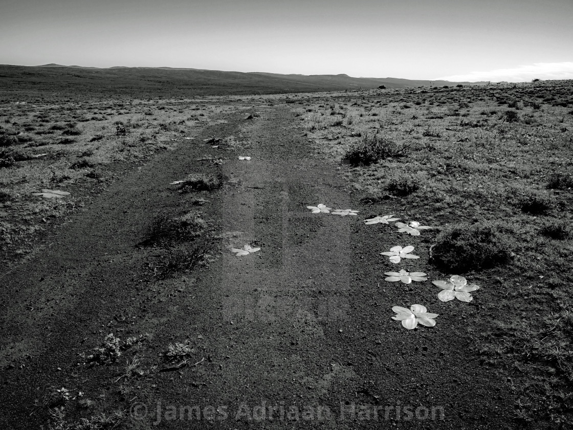 "Fallen Stars" by James Adriaan Harrison - $14.91 "Fallen Stars" stock image