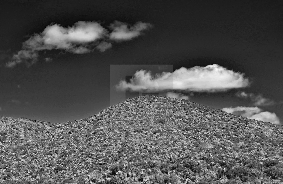 "Succulent Hill" by James Adriaan Harrison - $14.91 "Succulent Hill" stock image
