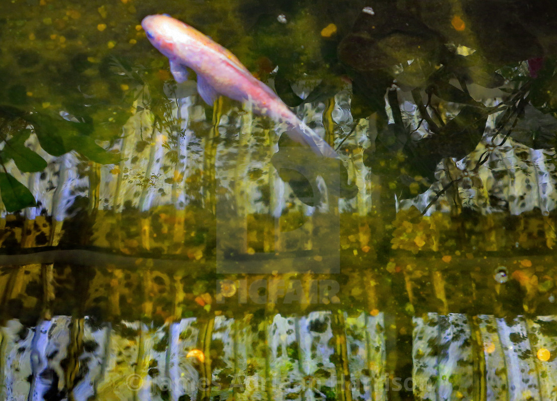"Fish and Reflection" by James Adriaan Harrison - $14.91 "Fish and Reflection" stock image