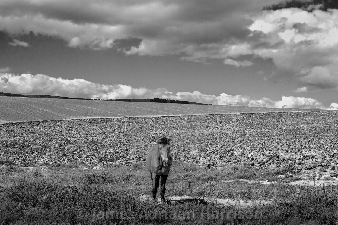 "Horse and Cabbages" by James Adriaan Harrison - $14.91 "Horse and Cabbages" stock image