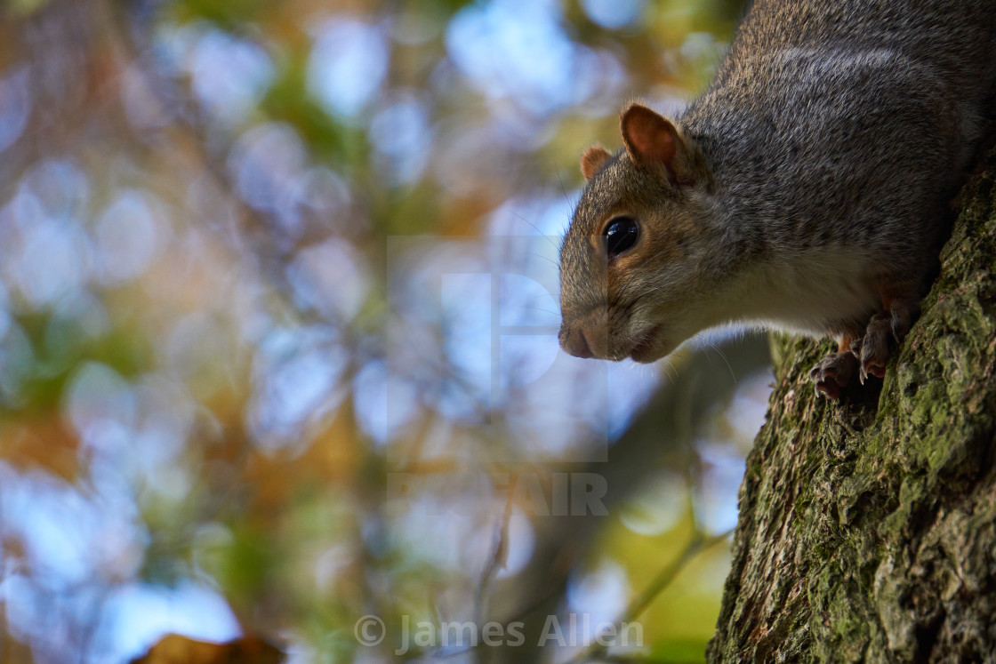 "Grey squirrel" stock image