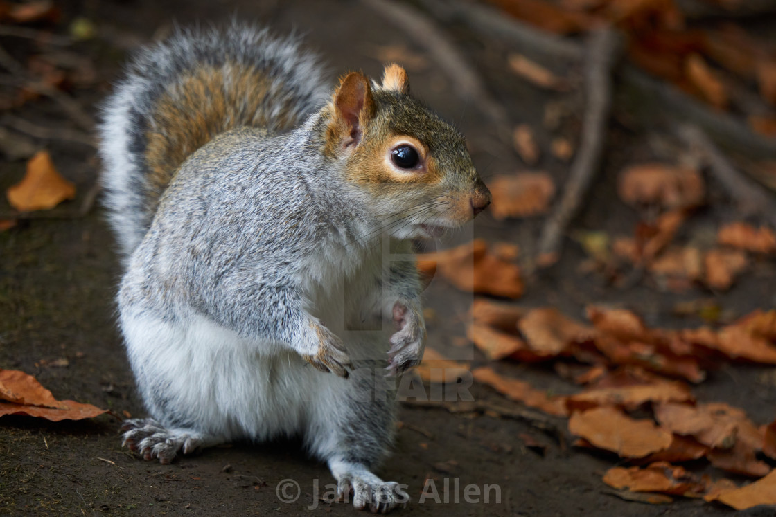 "Grey squirrel" stock image