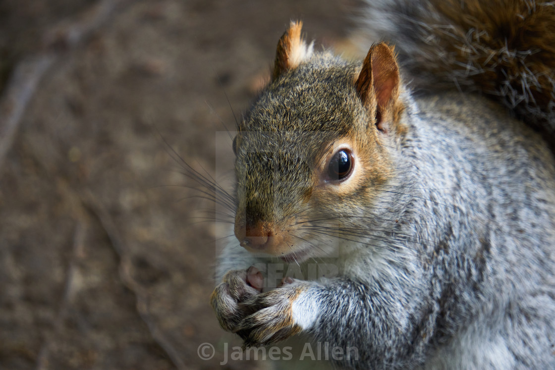 "Grey squirrel" stock image