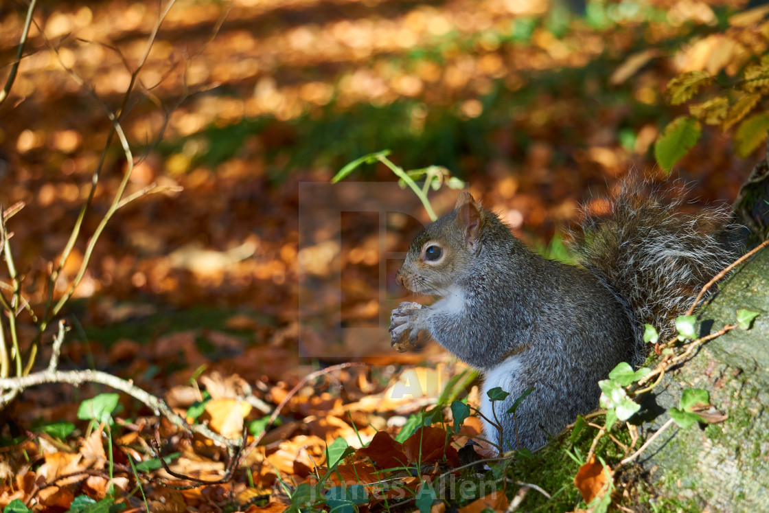 "Grey squirrel in Dunboyne" stock image