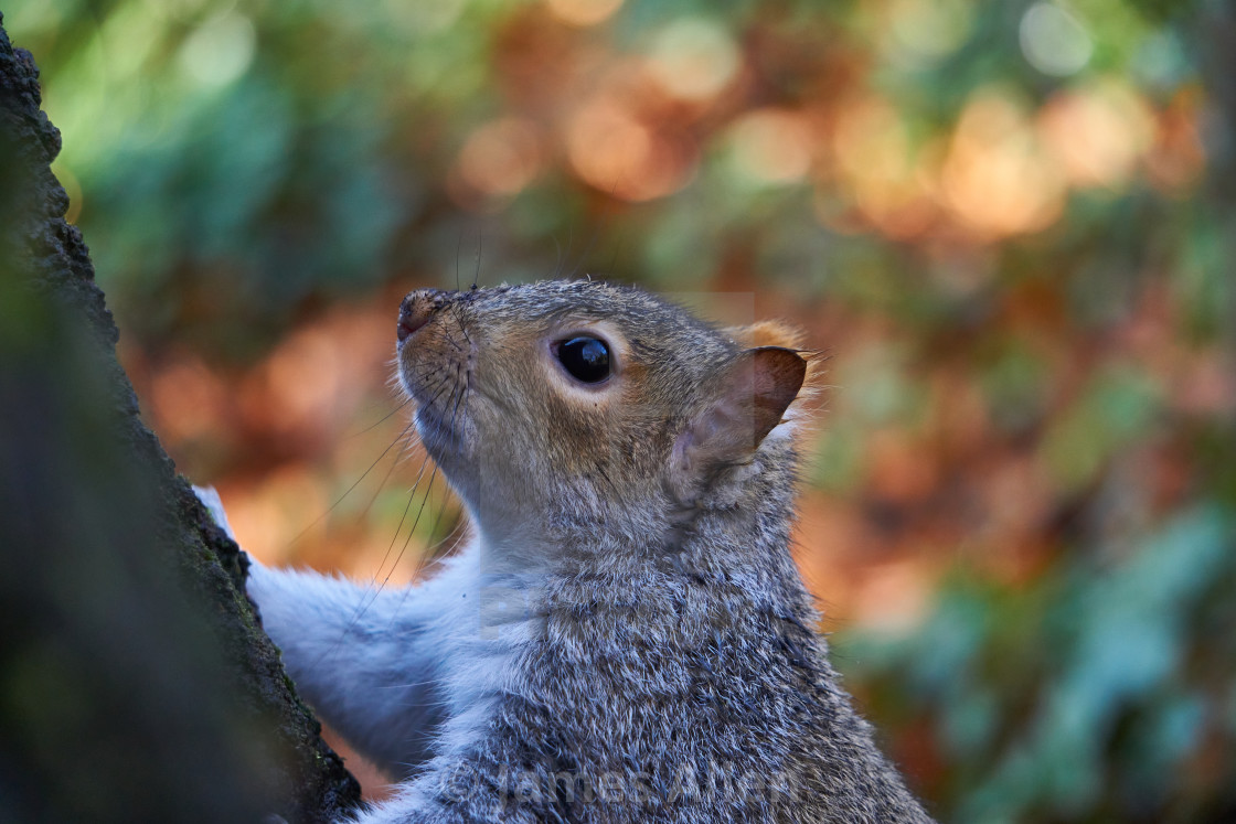 "Squirrel climbing" stock image