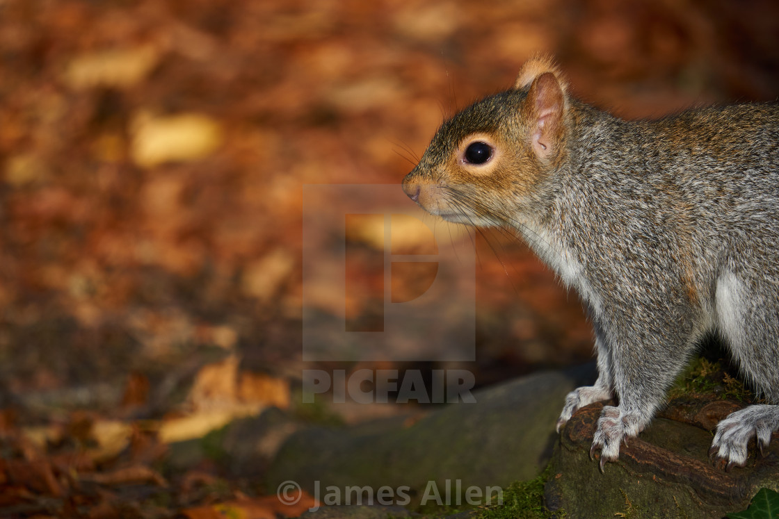 "Squirrel in the woods" stock image