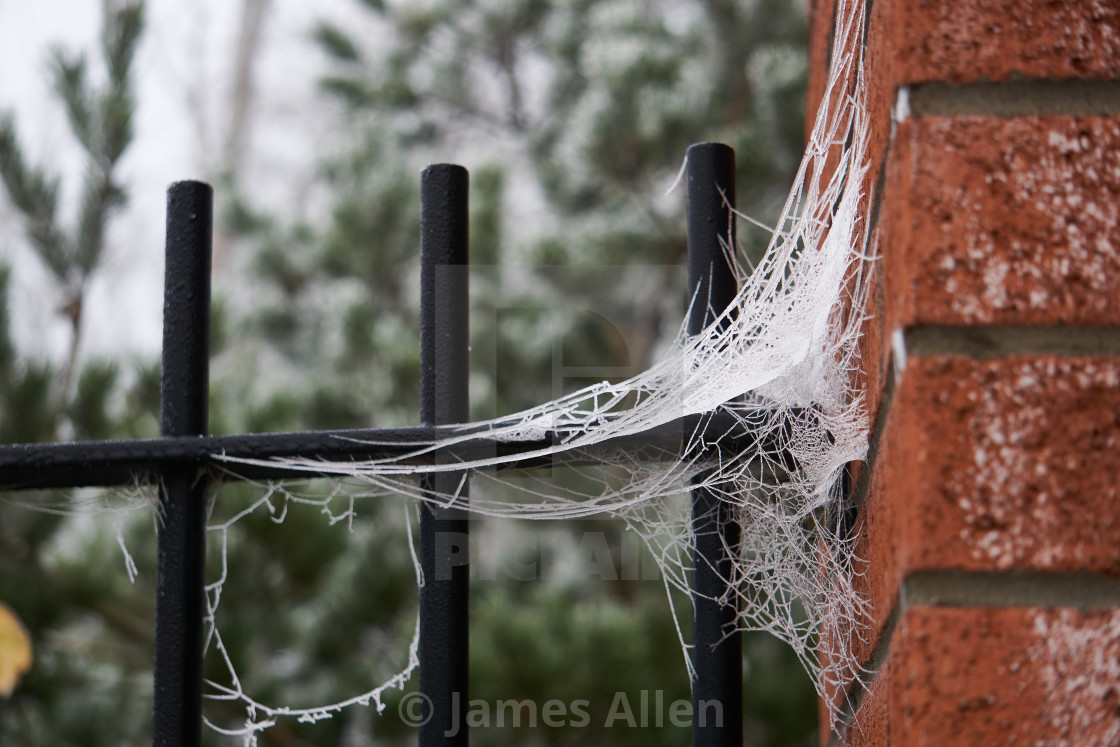 "Frozen spiderweb on a brick wall" stock image