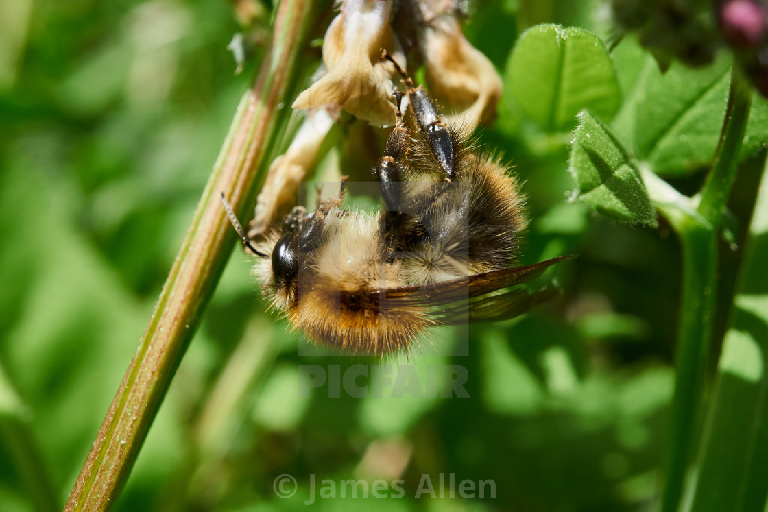 "Bee at work" stock image