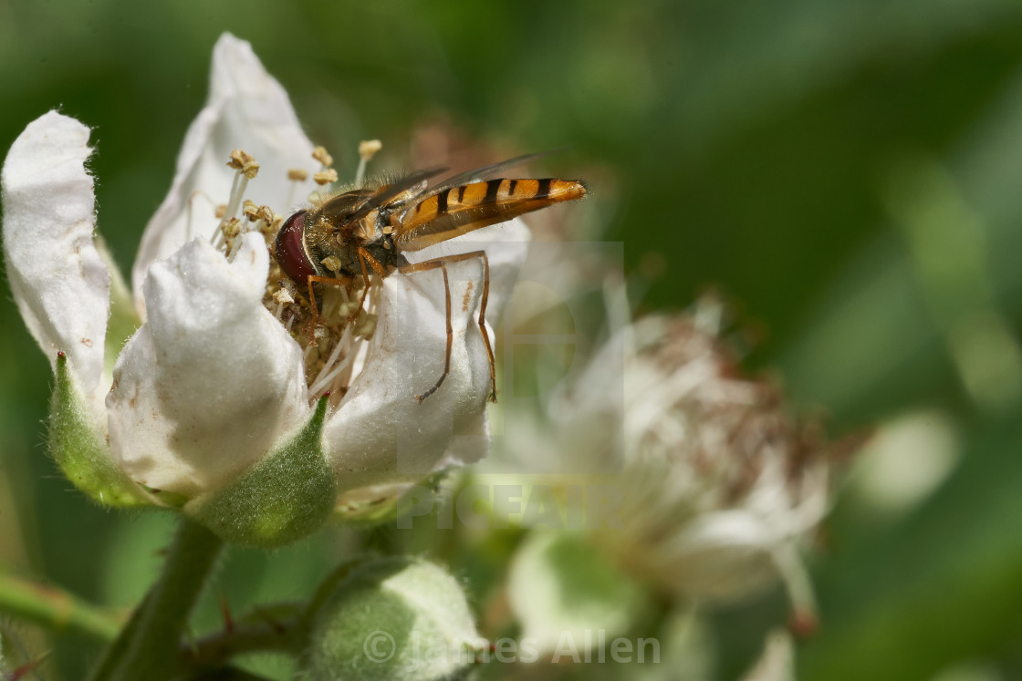 "Marmalade hoverfly" stock image