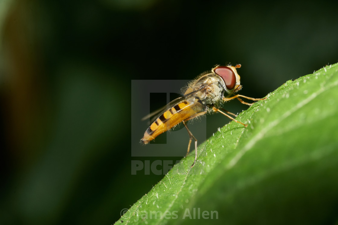"Marmalade hoverfly resting on a leaf." stock image