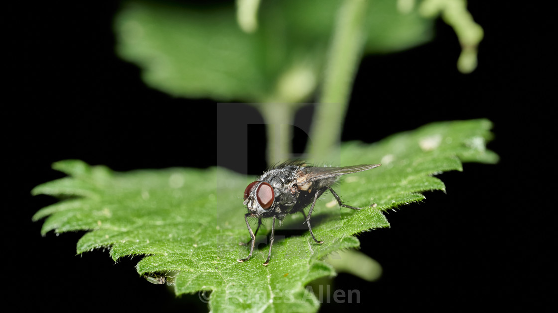 "Fly sitting on a leaf - Moment in life. 16:9" stock image