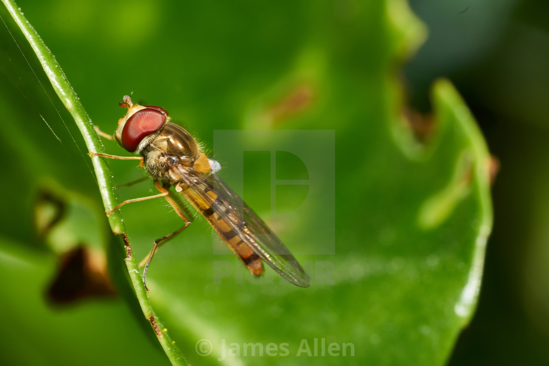 "Marmalade hoverfly resting on a leaf" stock image