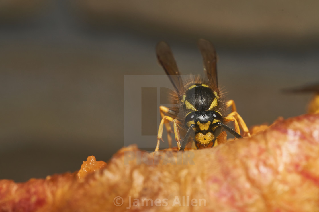 "Wasp eating an apple" stock image