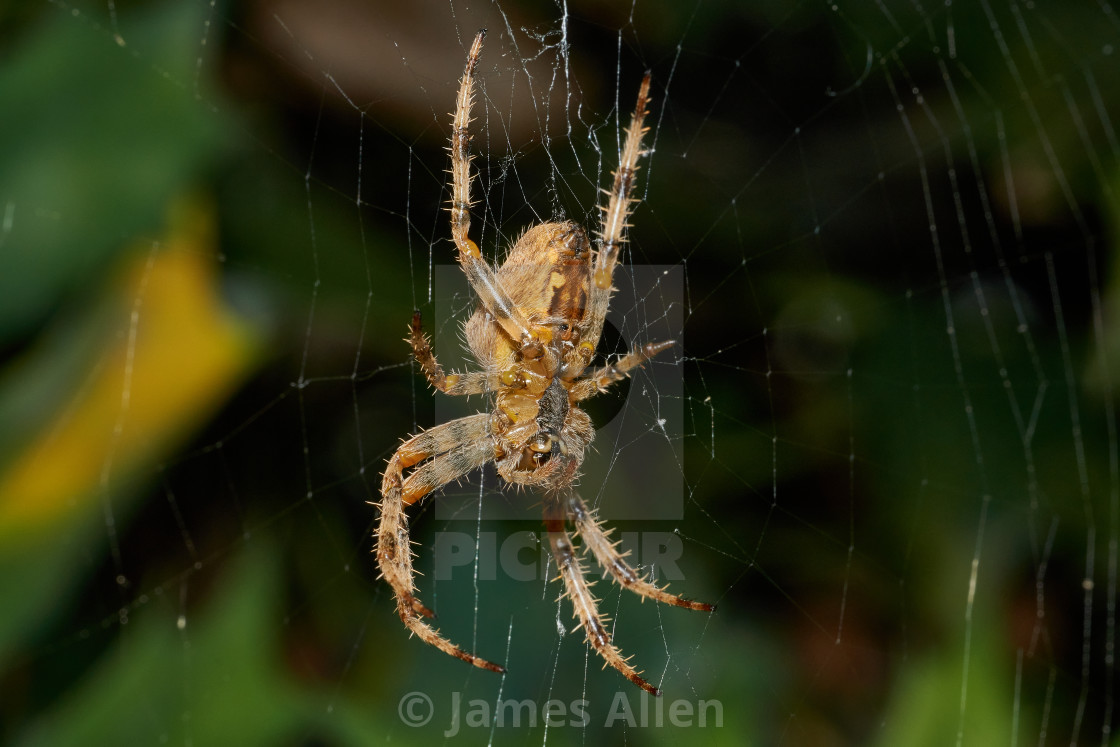 "Spider" stock image