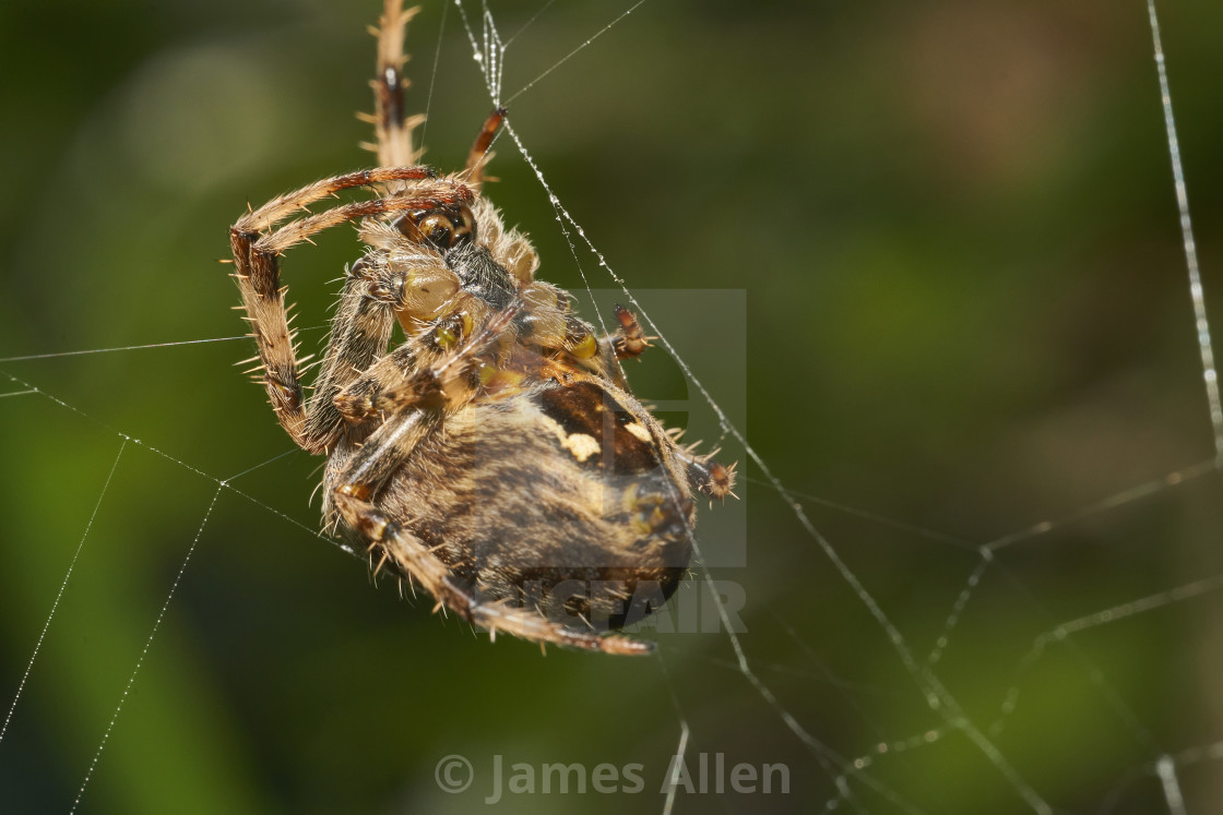 "Cute" stock image